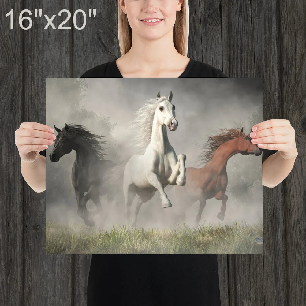 Arabian Horses