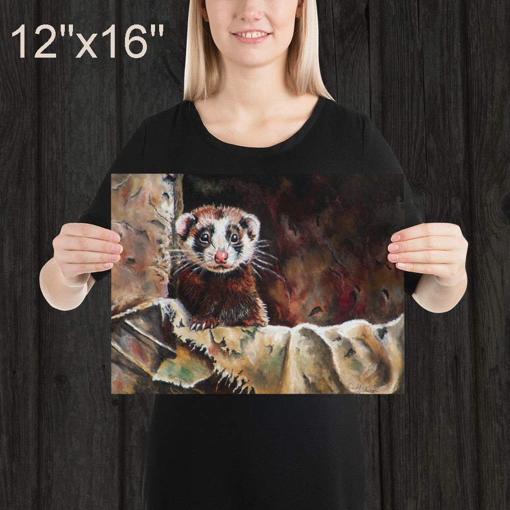 Ferret