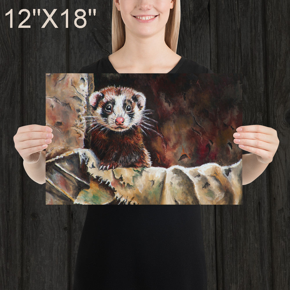 Ferret