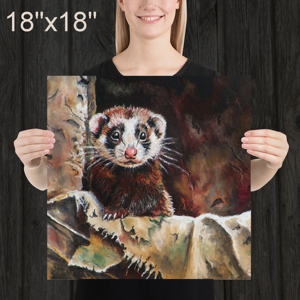 Ferret