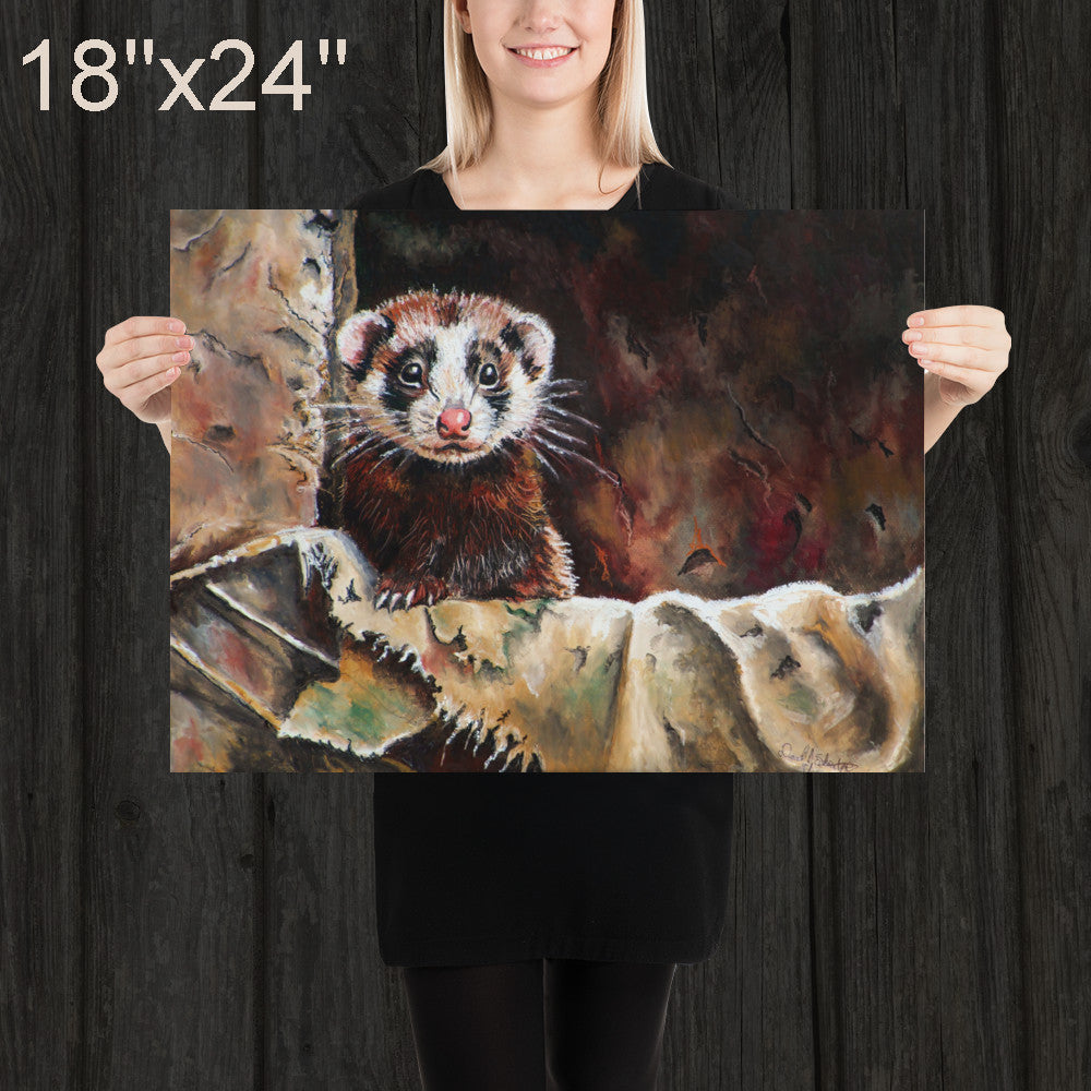 Ferret