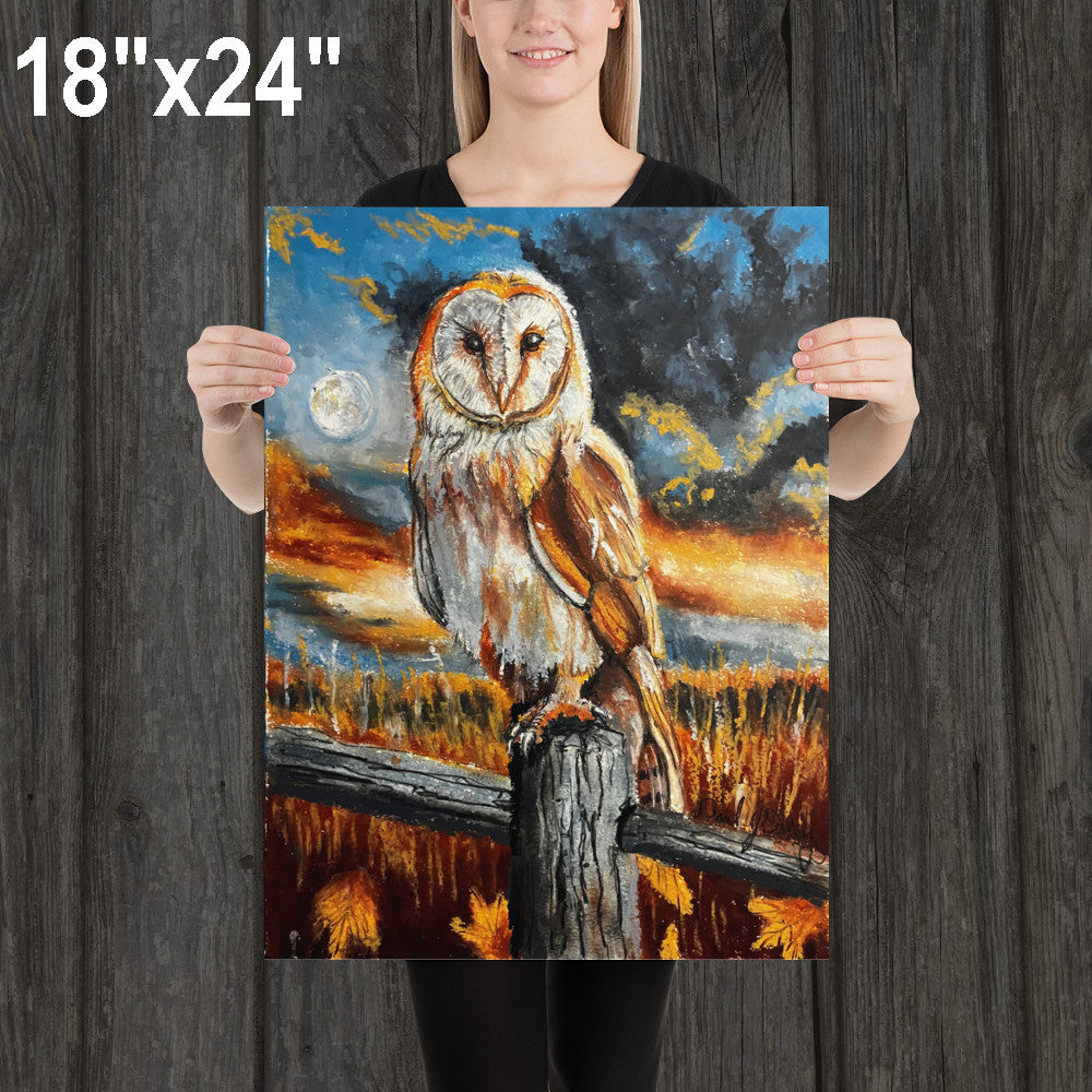 Barn Owl