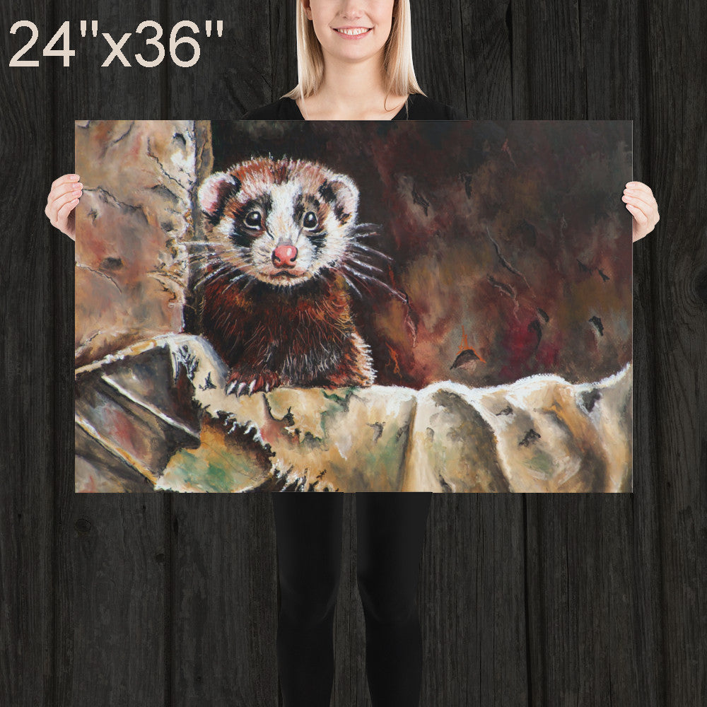 Ferret