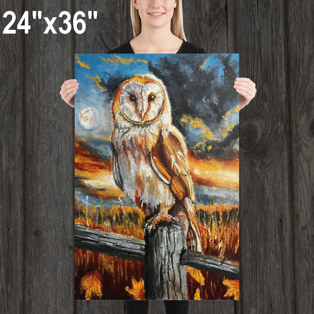 Barn Owl