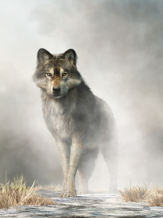 Gray Wolf in Fog