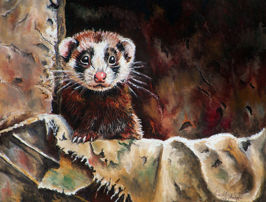 Ferret