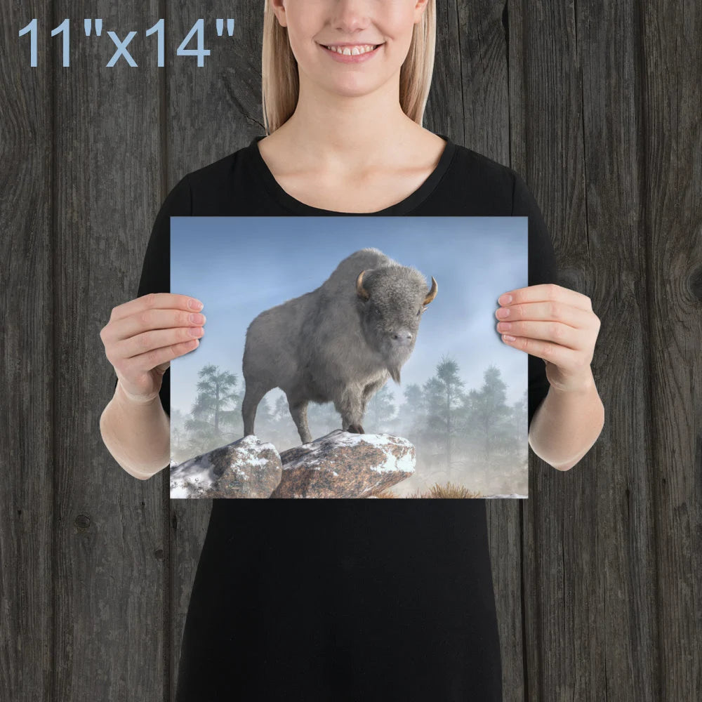White Buffalo In Winter
