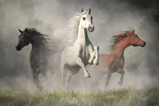 Arabian Horses