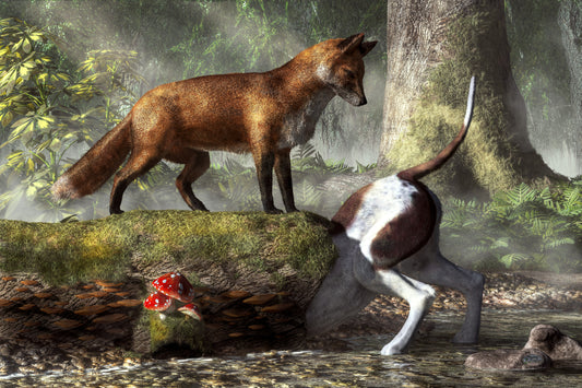 Outfoxed