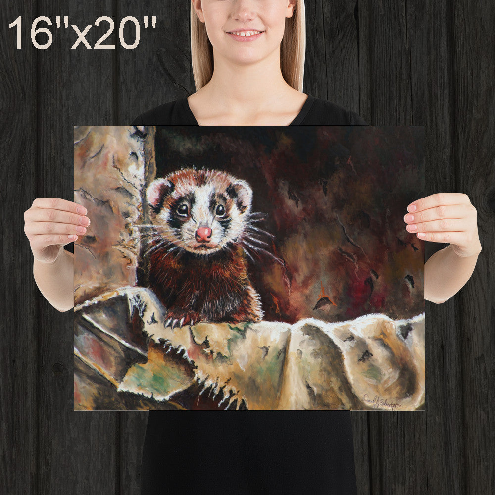 Ferret