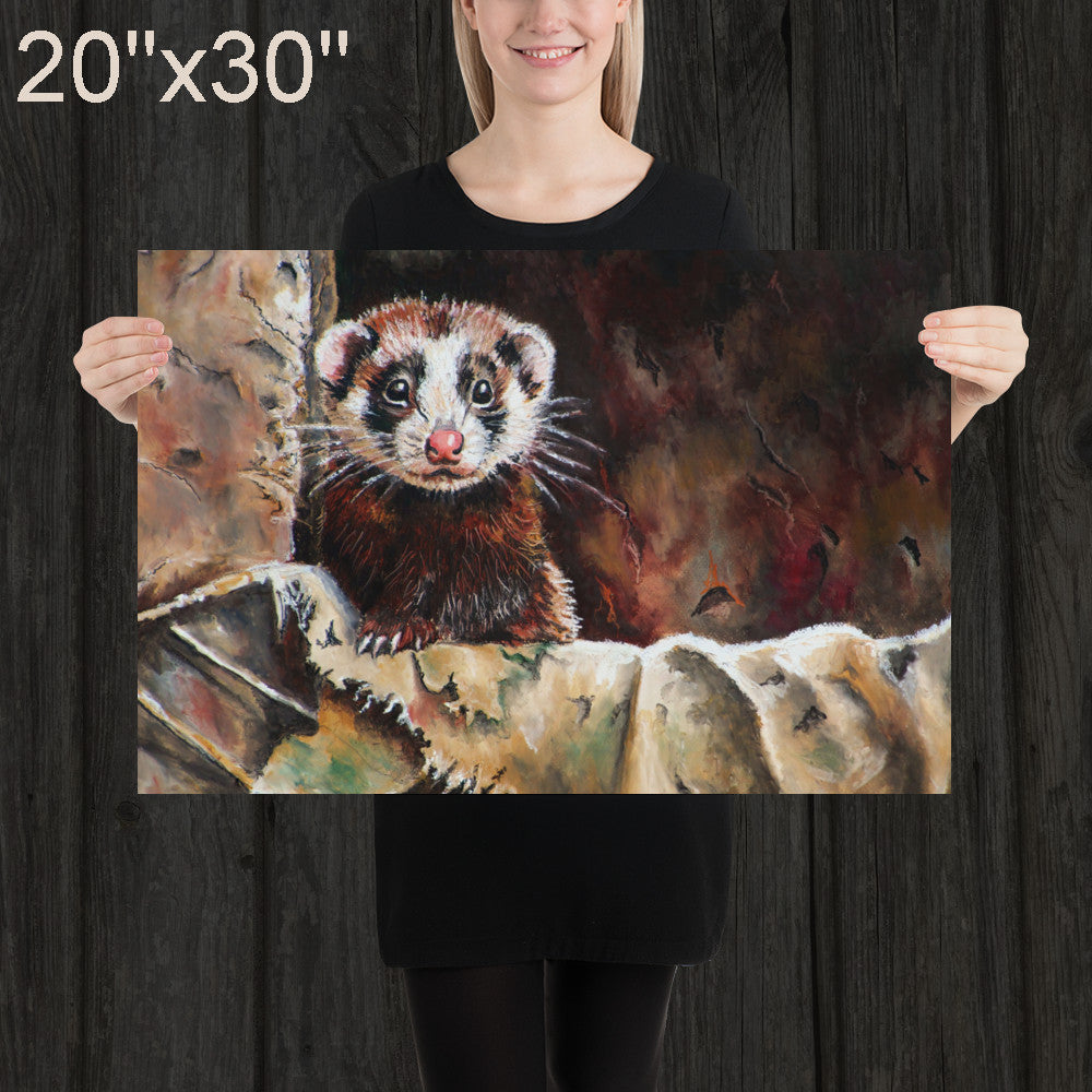Ferret