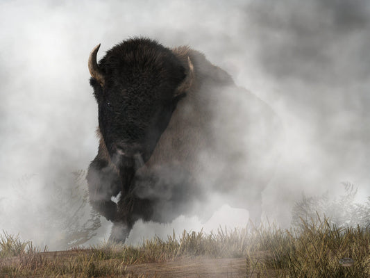 Buffalo Emerging From The Fog